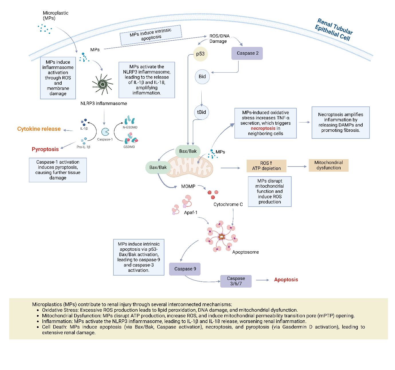 Figure 2. Mechanistic pathways of MP-induced renal injury in ischemia-reperfusion injury. MPs contribute to renal injury through multiple interconnected mechanisms, including oxidative stress, mitochondrial dysfunction, inflammation, pyroptosis [41], apoptosis [31], and necroptosis [24]. MPs trigger excessive ROS production, impair mitochondrial function, and activate inflammatory pathways, such as the NLRP3 inflammasome. Additionally, MPs induce cell death through apoptosis (via Bax/Bak activation and caspase pathways) and necroptosis, exacerbating renal damage. These processes collectively worsen renal IRI and contribute to fibrosis and long-term kidney dysfunction. [10,32] .