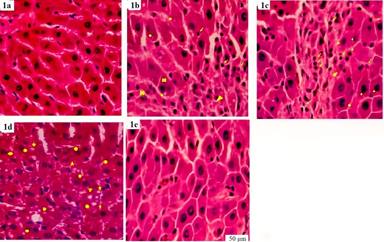 Figure 1. Histopathologic views (stained by hematoxylin and eosin and original magnification ×400) of the liver in the normal, oxidative stress rat model group (OSR), and the treated one