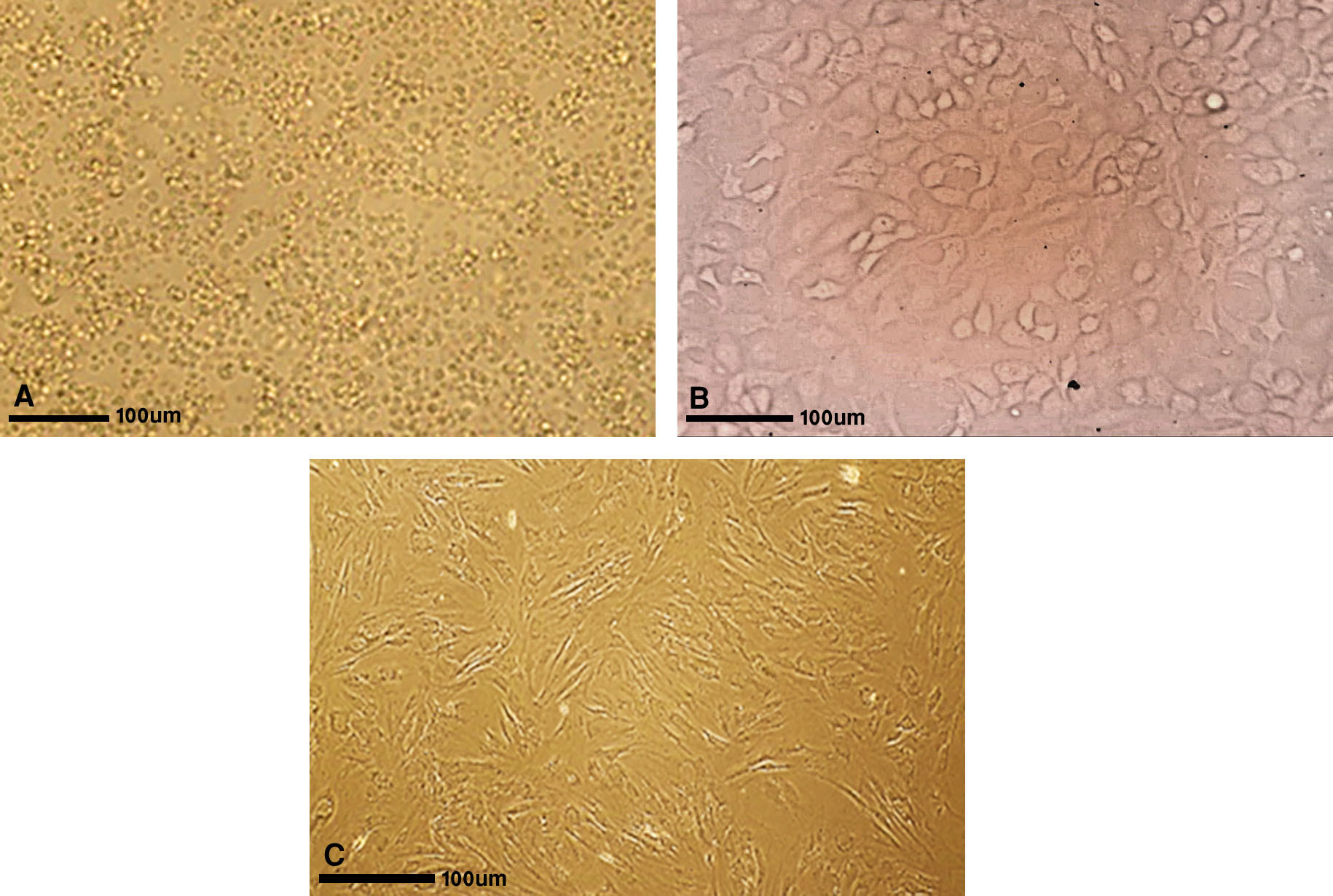Figure 1. Photomicrograph of cultured liver cells from Acanthupagrus arabicus; A. pre-incubation, B. 9 days after incubation, C. 17 days after incubation.
