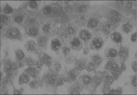 Figure 4. Voronoi tessellation analysis of testicular tissue architecture. (A, C, E) Representative images from the control group, exhibiting a highly organized and uniform cellular distribution. (B, D, F) Representative images from the METH-treated group, demonstrating increased heterogeneity in polygon size and shape, indicative of disrupted cellular spatial arrangement. Columns display: (A, B) Original H&E-stained sections; (C, D) Scaled images with overlaid tessellation; and (E, F) Final binary output of Voronoi polygons used for quantification.