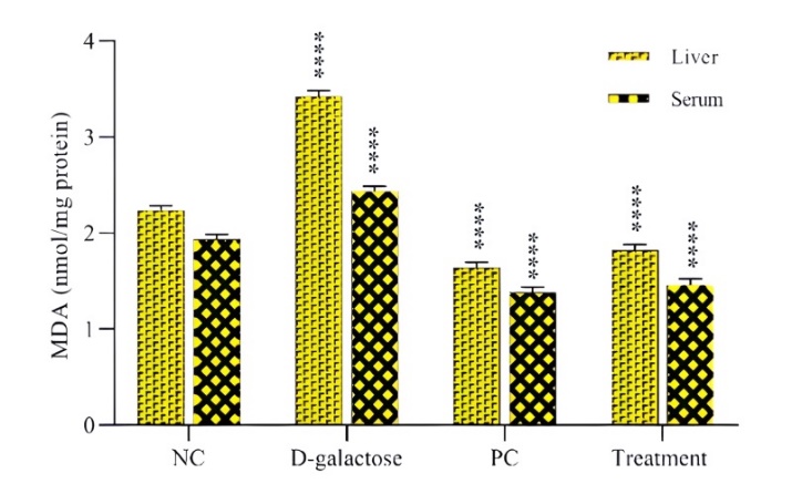 Figure 3. Catalase (a) and superoxide dismutase (b) activities measured in liver and serum samples from D‑galactose‑treated, ascorbic acid‑positive control (PC), and extract‑treated rat groups. The symbol **** denotes statistically significant (p < 0.0001) alterations in enzymatic activity across D‑galactose, PC, and experimental groups relative to the Negative Control (NC) group.
